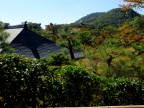 DSCF0383.JPG