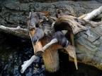 DSCF0526.JPG