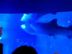 DSCF0530.JPG