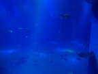 DSCF0534.JPG
