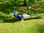 DSCF0709