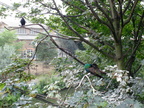 DSCF0766