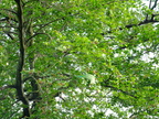 DSCF0778